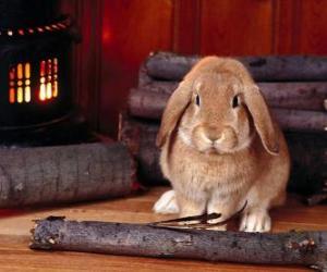 пазл Кролик рядом с огнем